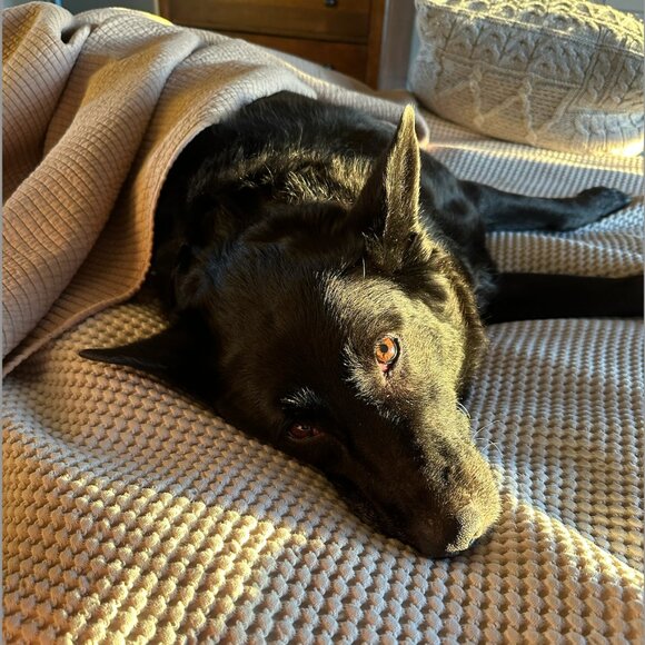 Meet your Posher, Niki - Picture 1 of 1